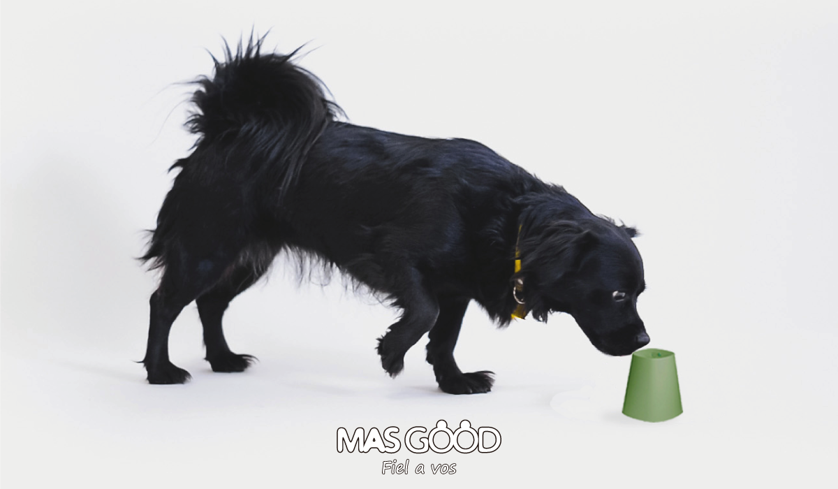 Mejorá la calidad de vida de tu perro
